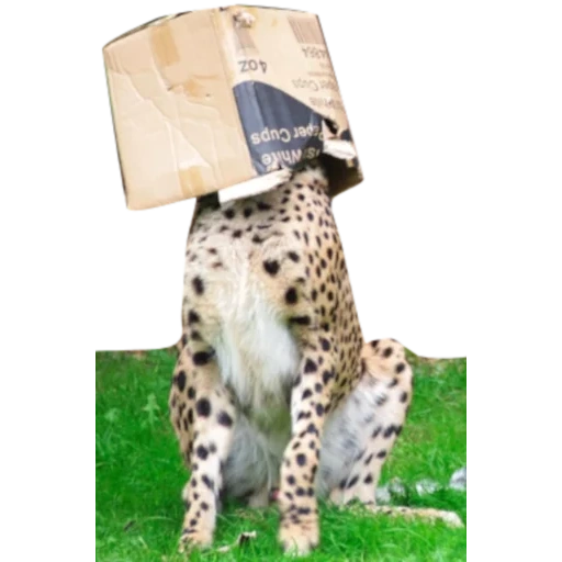 cute animals, funny cheetah, cheetah is a box, animals are funny, the animals are funny