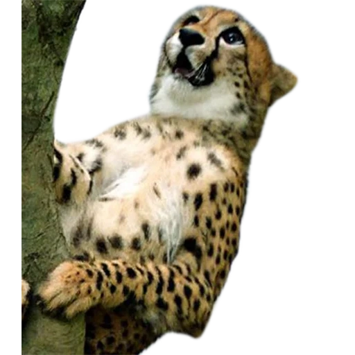 ghepardi, il ghepardo è maschio, le zampe del ghepardo, ghepardo legno, ghepardo animale