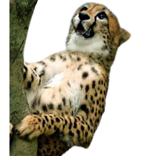 cheetah, cheetah adalah laki laki, cakar cheetah, kayu cheetah, cheetah hewan