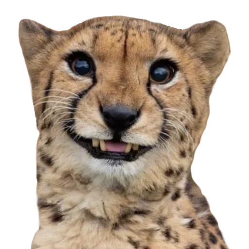 leopardo, escuché a mord, el guepardo estaba sonriendo, los ojos del guepardo, las sonrisas de guepardo