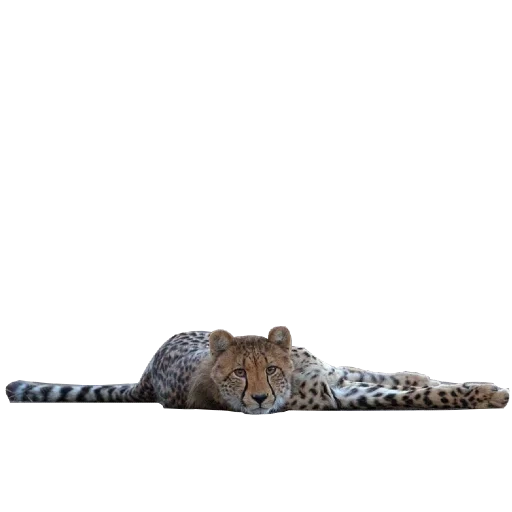 leopard, raucher leopard, leopard mit einem weißen hintergrund, far eastern leopard vonon, leopard liegt ein transparenter hintergrund