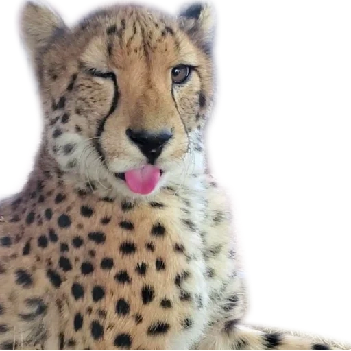 guépard, entendu mord, le guépard souriait, entendu portrait, léopard cheetah jaguar