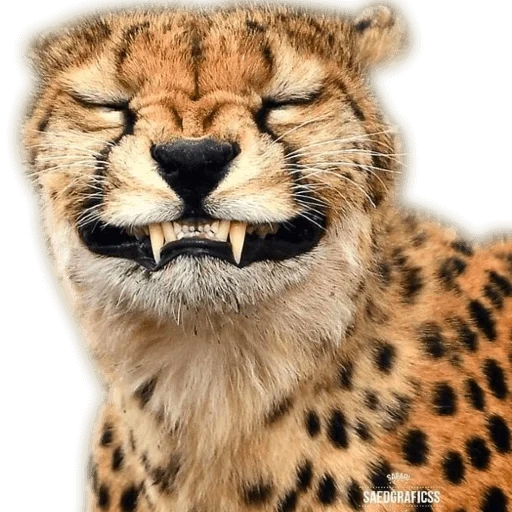 galina, cheetah, animal cheetah, naberezhnye chelny, smiling animals