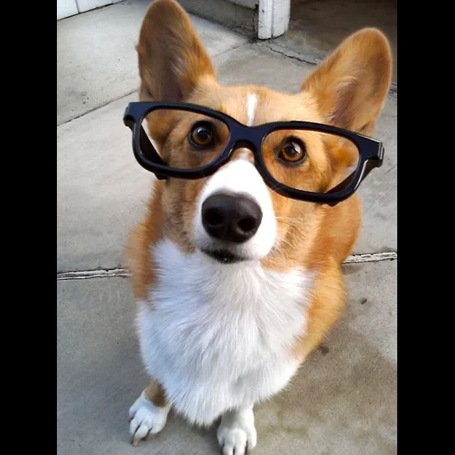 corgi glasses, velsh corgi, unhappy corgi, velsh corgi dog