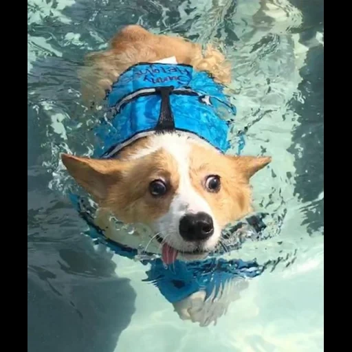 corgi, chien, beagle chien, le chien flotte, corgi nage un gilet de sauvetage
