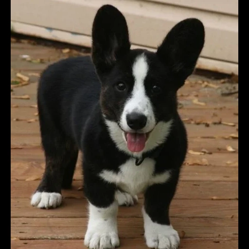 anak anjing velsh corgi, dog velsh corgi, jenis velsh corgi, velsh cargi cardigan, anak anjing mantel hitam-putih