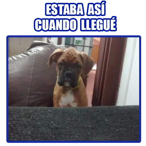 boxer, boxeador de perros, perro boxeador, animales de perro, perro boxeador alemán