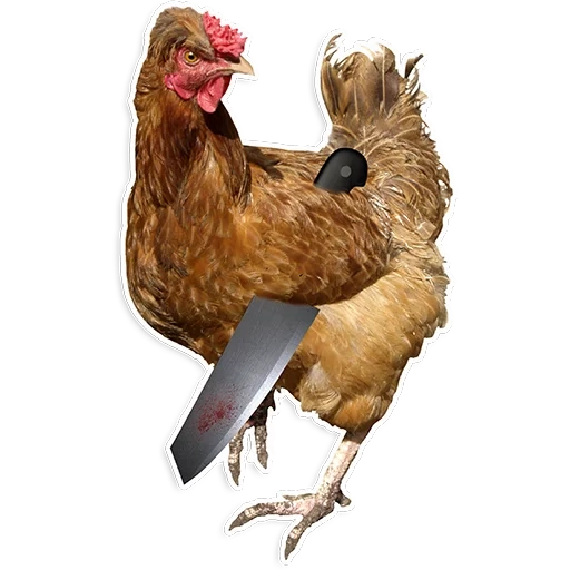 ayam