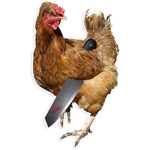 chicken