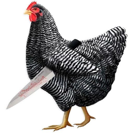plymutrok kura, amrokos de la race de poulets, poulets de la race amprox, race de poulets plymutrok, race de poulets dominants 959