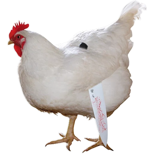 towuk, chicken, broiler, white chicken