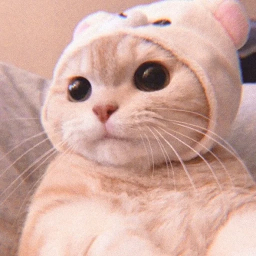 gato, gato, gatos, hat de gatinho, um chapéu de gato fofo