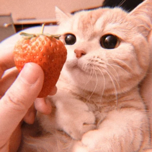 die katze, die große zahl der katzen, die katze erdbeere, erdbeere für die katze, schöne robbe erdbeere
