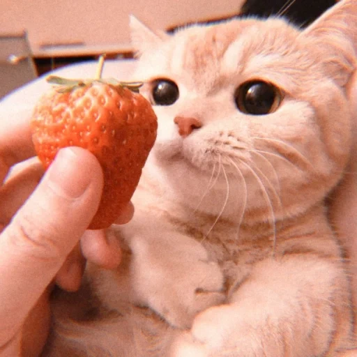 gatto, gatto di tarso, fragole per gatti, fragole per gattini, fragole di foca adorabili