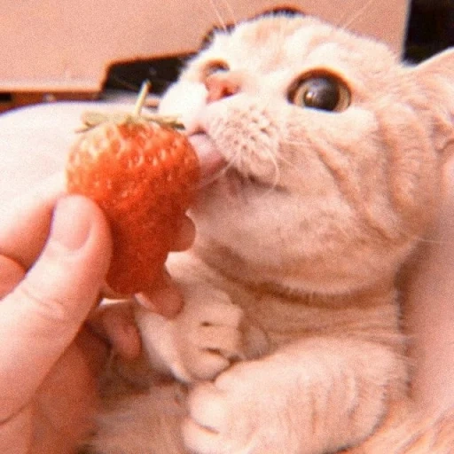 cat, omnomon cat, cat strawberries, a kitten strawberry, cute cats strawberries