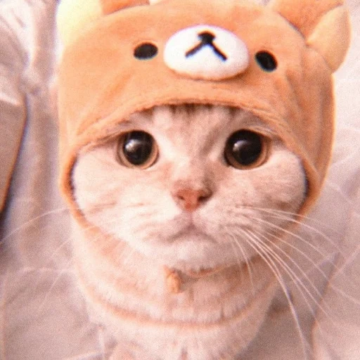 кошка, котики, милые котики, котик шапочке, милый котик шапочке