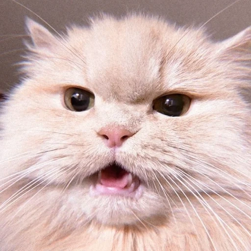 kucing, kucing, kucing yang marah, cat leiman, kucing persia