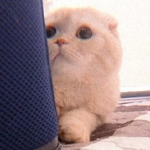 vysloukhi scottish fold, scottish berth cat, scottish vysloukhia scottish, scottish fold scottish visloukhaya, scottish-fold scottish berths cream