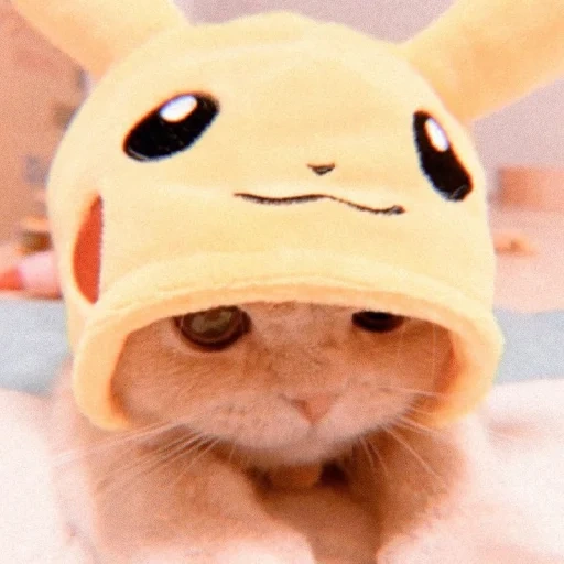 kucing, kamera, pikachu, pejuang, jung jungkook