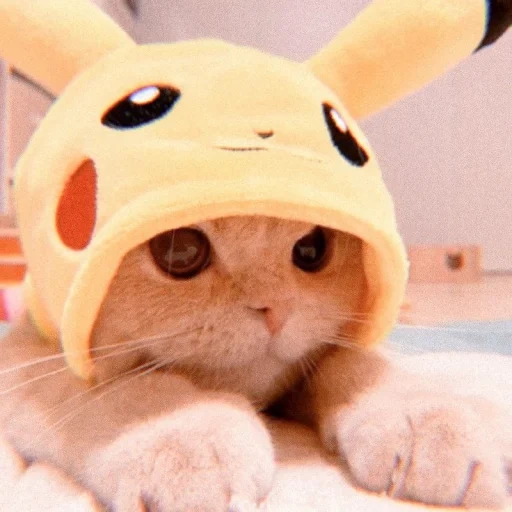 cat, cute cat, lovely picchi, cute cats, a cute cat hat