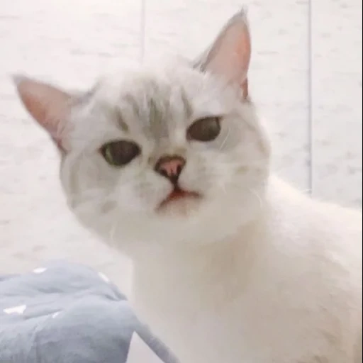 cat, cat, cat, nana cat, the cat is white