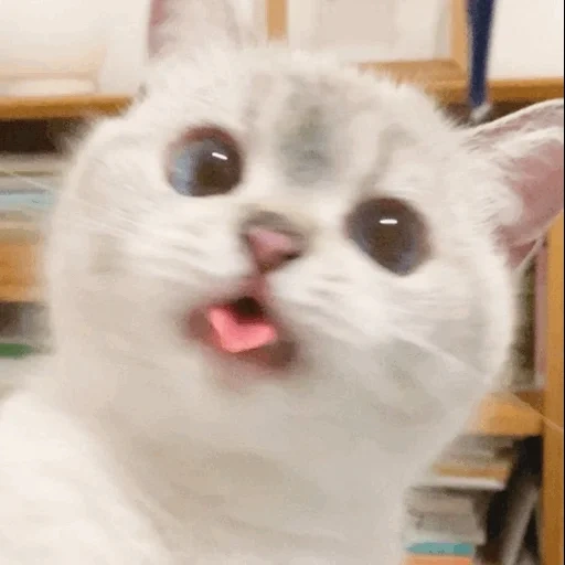 meme cat, mème de chaton, charmant phoque, meme cat, cat hurle