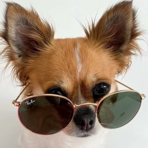 chihuahua, chihuahua puppy, chihuahua muzzle, chihuahua dog, chihuahua dog sunglasses