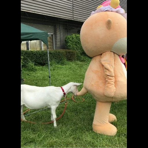 a toy, white donkey, donkey albino, friendship of boys, zaanen breed of goats