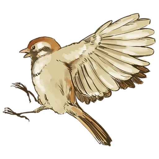 sparrow, birds of a sparrow, flying sparrow, sparrow flight with a pencil