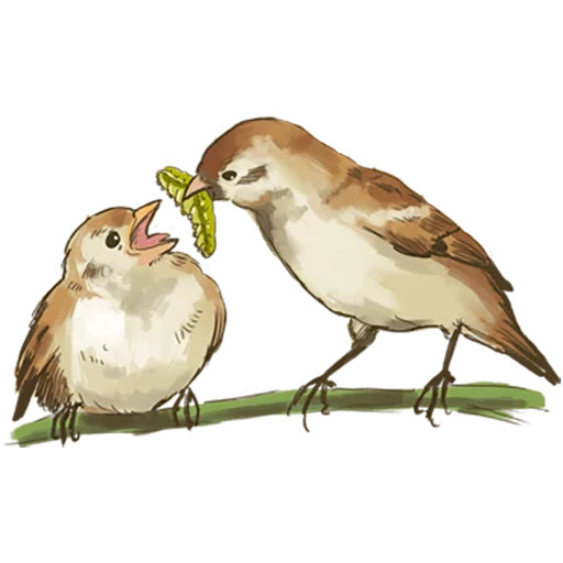 sparrow, bird sparrow, mait sparrow