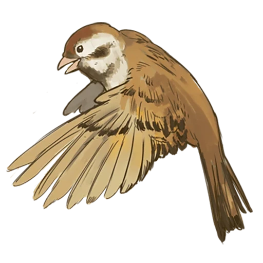 gorrión, sparrow de mait