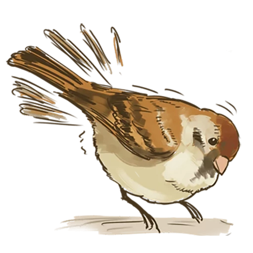 burung pipit, instalasi, matty sparo, diterjemahkan oleh sparrow