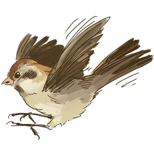 gorrión, gorrión, instalación, sparrow de mait