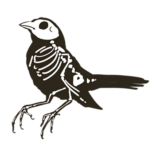 sparrow, oiseau de pie, maity sparrow, profil de la queue secouée