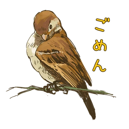 passero, vorozhushki, disegno di un passero, sparrow chick chirik