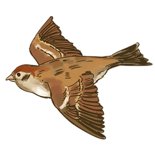 installation, mait sparrow, bird sparrow, flying sparrow