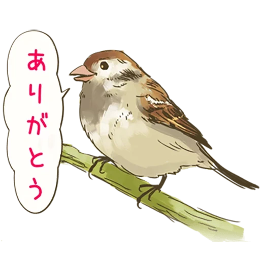 chirik, sparrow, sparrow chirik, bird sparrow, bird of a sparrow