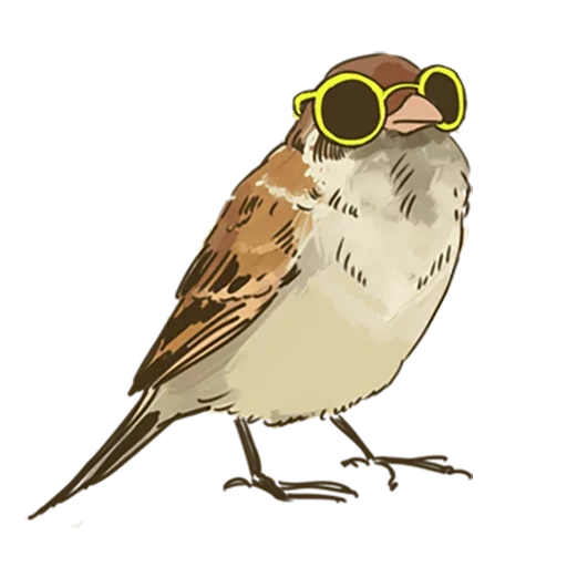 chirik, moineau, valabi, maity sparrow