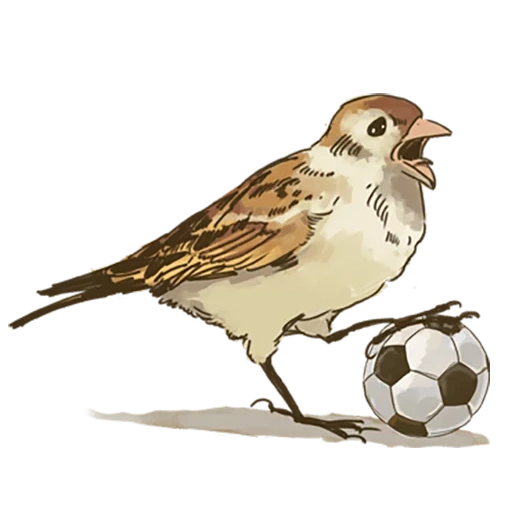 mait sparrow, sparrow chirik football 20