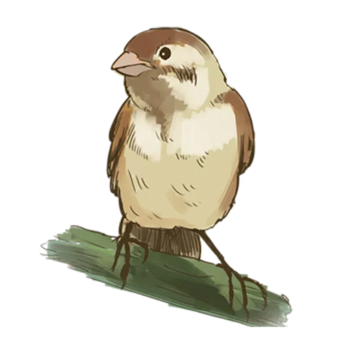 sparrow, pardal, instalação, matty sparrow