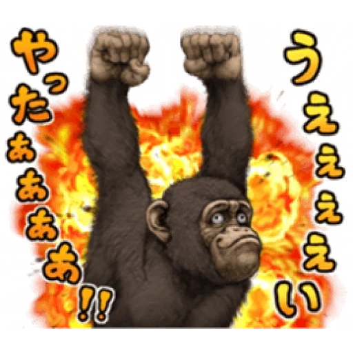 горилла, лысая горилла, груминг шимпанзе, обезьяна горилла, человекообразная обезьяна бонобо