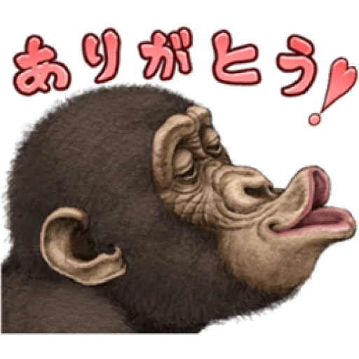 человек, шимпанзе, обезьяны ч носом, обезьянка ватсапа, сумасшедшая обезьяна бесплатно