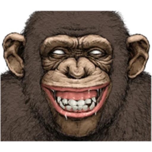 шимпанзе, обезьяна, обезьянка арт, смешные обезьяны