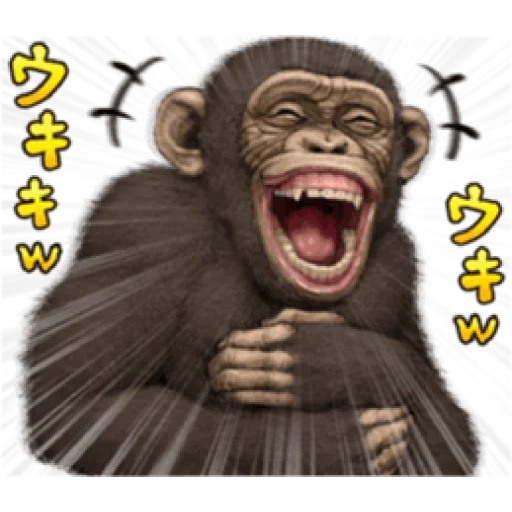 прикол, обезьяна, шимпанзе смешные, обезьянка ватсапа, сумасшедшая обезьяна бесплатно