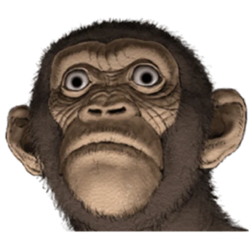 обезьяна, бот обезьяна, куба обезьяна, шимпанзе парис, anthony browne