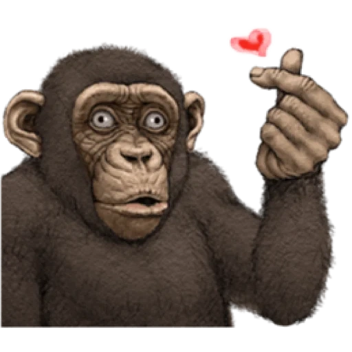 обезьяна, шимпанзе, обезьяна умная, обезьяна макака, маленький шимпанзе
