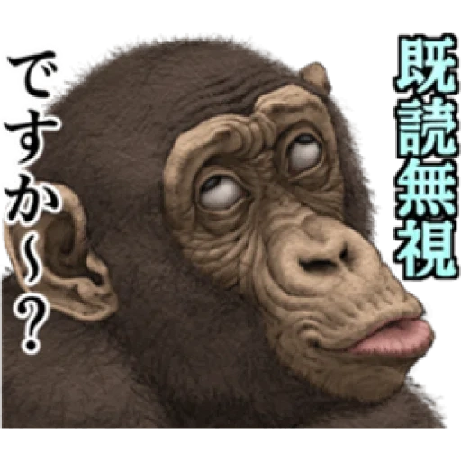 азиат, обезьяна, шимпанзе, шимпанзе ухо, обезьяна горилла