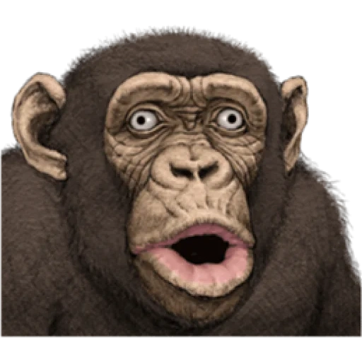 обезьяна, шимпанзе, бот обезьяна, губы обезьяны, обезьяна макака