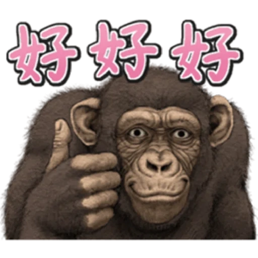 иероглифы, про обезьян, обезьяна графика, обезьяна смешная, веселая обезьяна