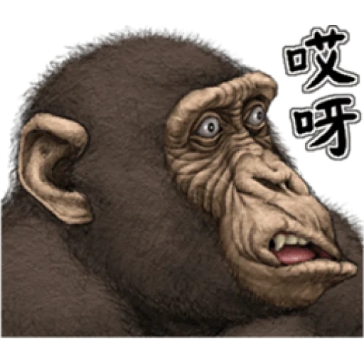 шимпанзе, обезьяна арт, стинки горилла, рисунок шимпанзе, обезьяна горилла